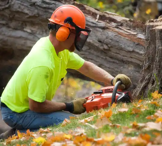 tree services St. Edward